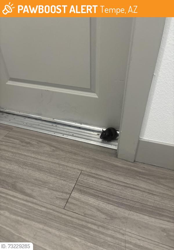 Found/Stray Unknown Other last seen Rural and University in Nine20 apmt complex, Tempe, AZ 85281