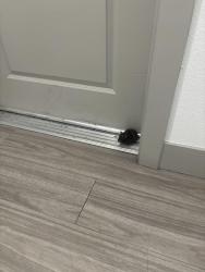 Found/Stray Unknown Other last seen Rural and University in Nine20 apmt complex, Tempe, AZ 85281