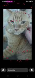 Lost Male Cat last seen 63rd ave, Vero Beach, FL 32968