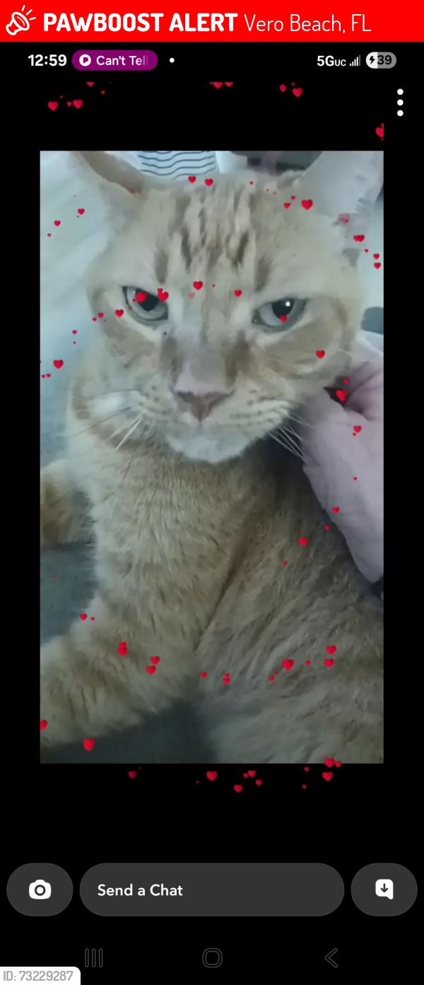 Lost Male Cat last seen 63rd ave, Vero Beach, FL 32968