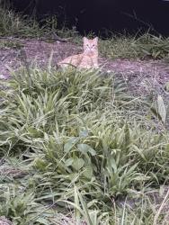 Reunited Unknown Cat last seen Near Richmond Ave, Houston, TX 77098, USA, Houston, TX 77098
