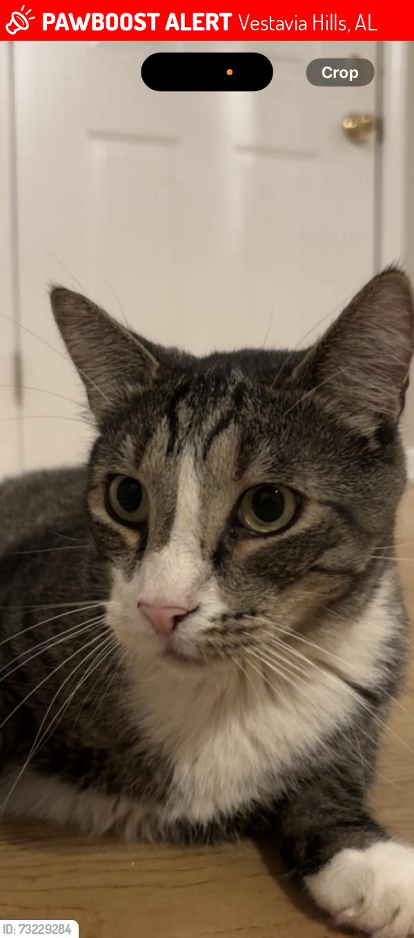 Lost Male Cat last seen Montgomery Highway, Vestavia Hills, AL 35216