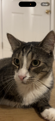 Lost Male Cat last seen Montgomery Highway, Vestavia Hills, AL 35216