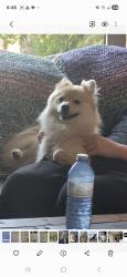 Lost Male Dog last seen Lee ridge road, Edmonton, AB T6K 0N5