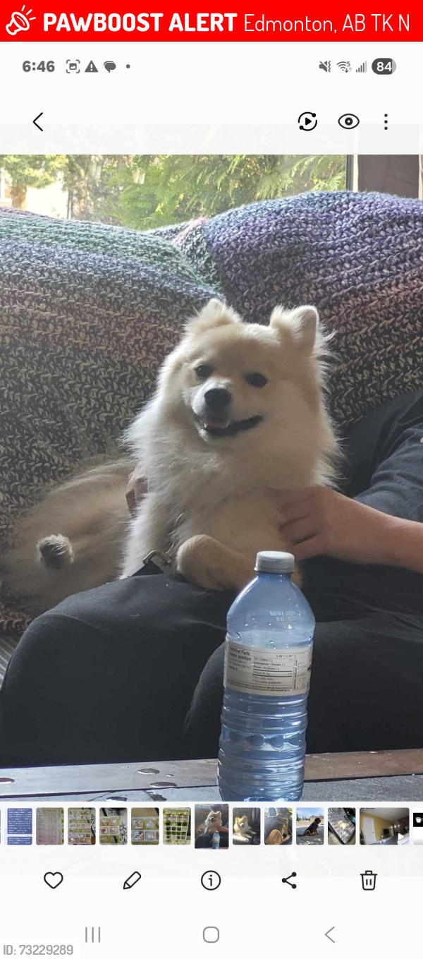 Lost Male Dog last seen Lee ridge road, Edmonton, AB T6K 0N5