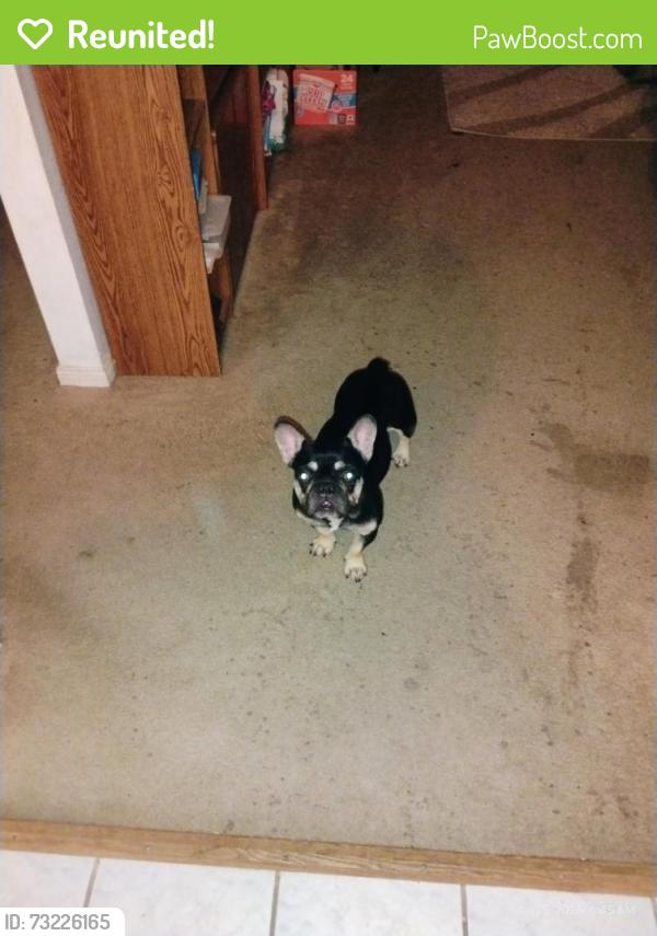 Reunited Female Dog last seen Greenhouse road, Katy, TX 77493