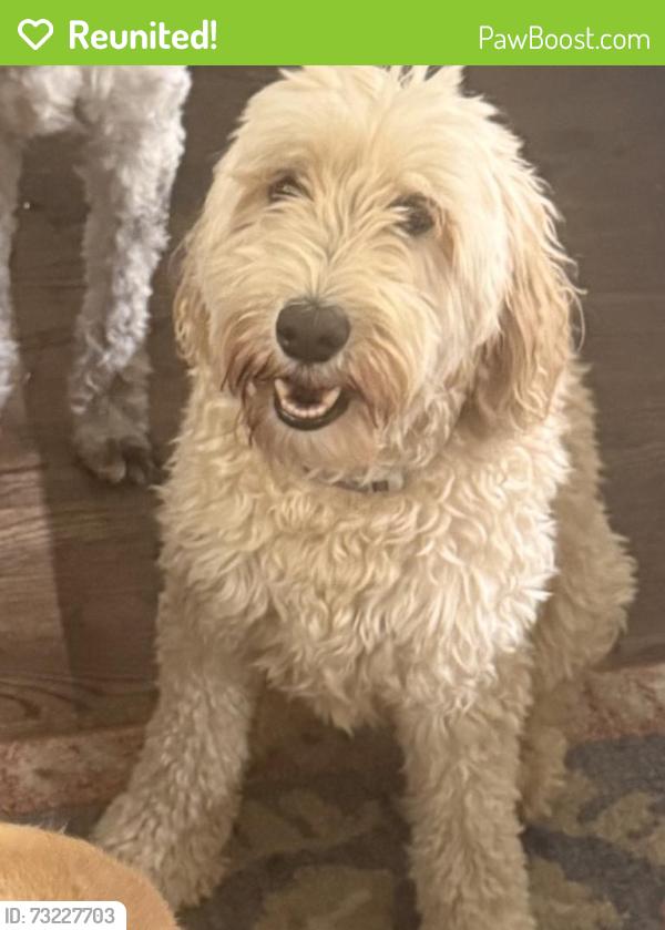 Reunited Female Dog last seen 29th and Iola, Denver, CO 80238