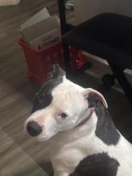 Reunited Female Dog last seen twin towers, Dayton, OH 45410