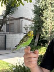 Found/Stray Unknown Bird last seen Near W California Ave Glendale, CA 91203, Glendale, CA 91205