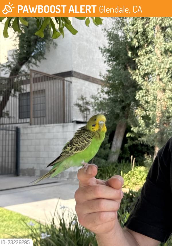 Found/Stray Unknown Bird last seen Near W California Ave Glendale, CA 91203, Glendale, CA 91205