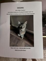 Lost Male Cat last seen Muir and Nickel Lane, Sutter County, CA 95991