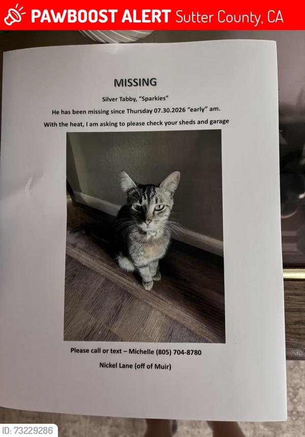 Lost Male Cat last seen Muir and Nickel Lane, Sutter County, CA 95991