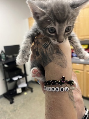 Shelter Stray Male Cat last seen Corbin way at Hogarth Dr., Rancho Cordova, CA, 6201 Florin Perkins Rd, Sacramento, CA 95828, USA