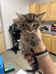 Shelter Stray Male Cat last seen Corbin way at Hogarth Dr., Rancho Cordova, CA, 6201 Florin Perkins Rd, Sacramento, CA 95828, USA