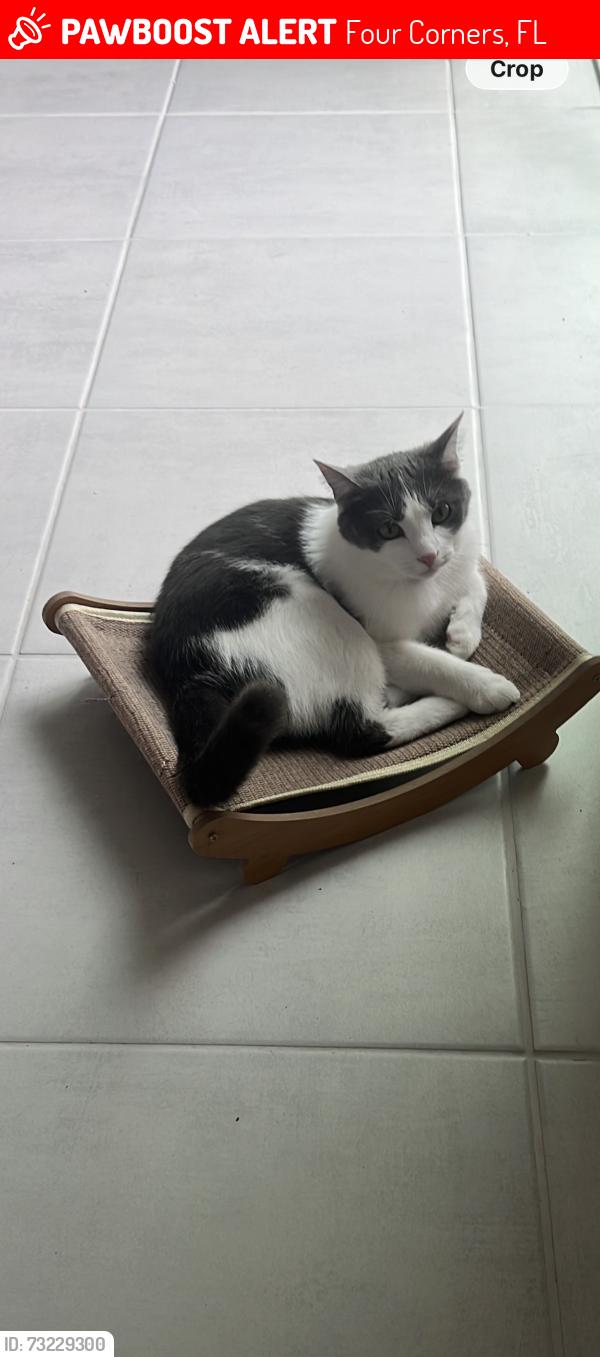 Lost Female Cat last seen Westside hills drive, Four Corners, FL 34747