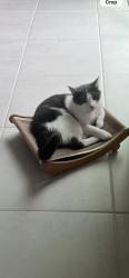 Lost Female Cat last seen Westside hills drive, Four Corners, FL 34747