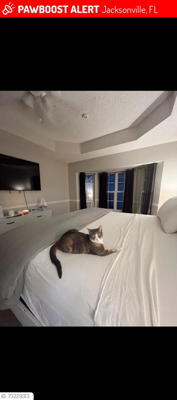 Lost Female Cat last seen Daybreak woods neughborhood, Jacksonville, FL 32218