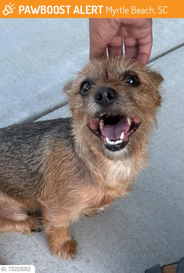 Found/Stray Male Dog last seen Clearpond Myrtle Beach, Myrtle Beach, SC 29579