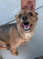 Found/Stray Male Dog last seen Clearpond Myrtle Beach, Myrtle Beach, SC 29579