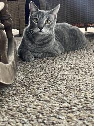 Found/Stray Unknown Cat last seen pine run, Ocala, FL 34481