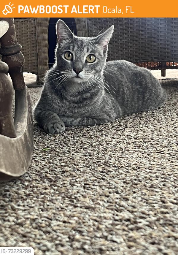 Found/Stray Unknown Cat last seen pine run, Ocala, FL 34481