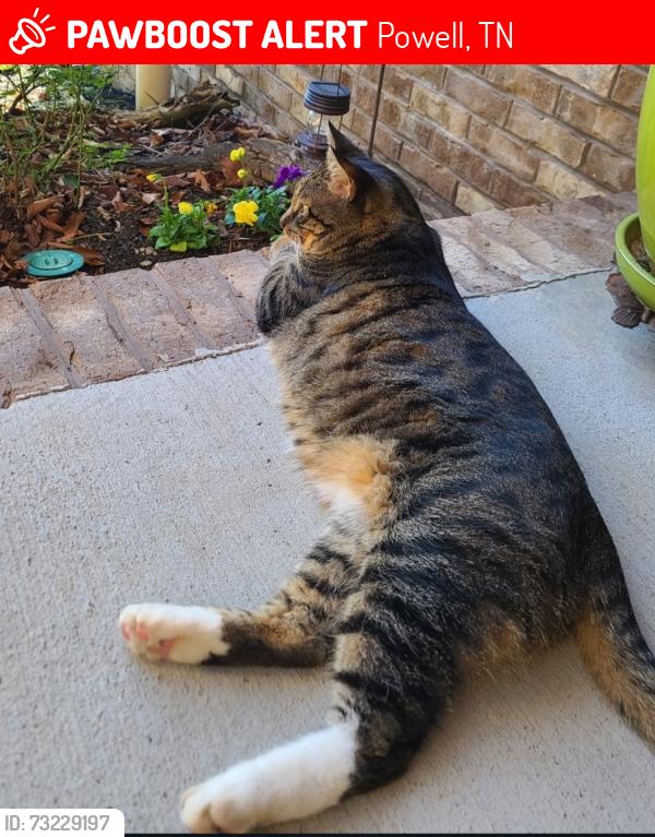 Lost Male Cat last seen Bright Lane, Powell., Powell, TN 37849