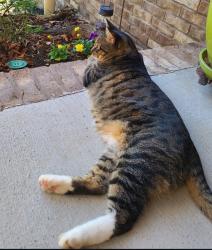 Lost Male Cat last seen Bright Lane, Powell., Powell, TN 37849