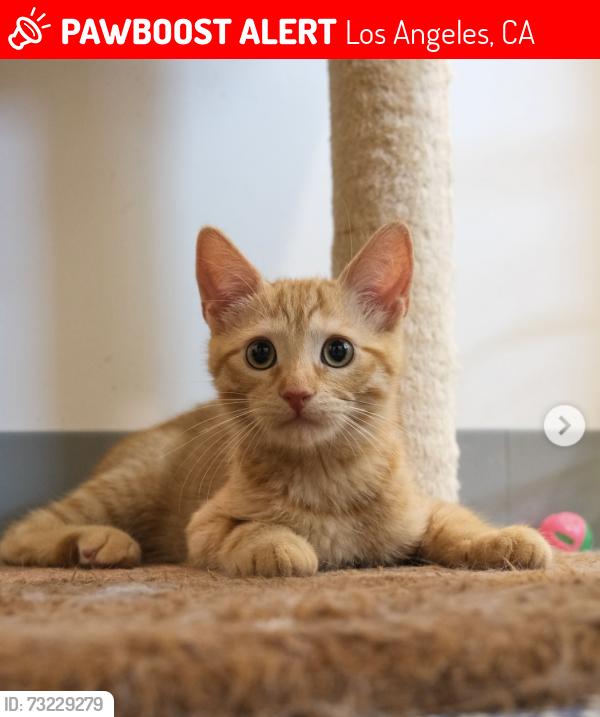 Lost Unknown Cat last seen Chimineas and Keswick near Saticoy and Lindley, Los Angeles, CA 91335