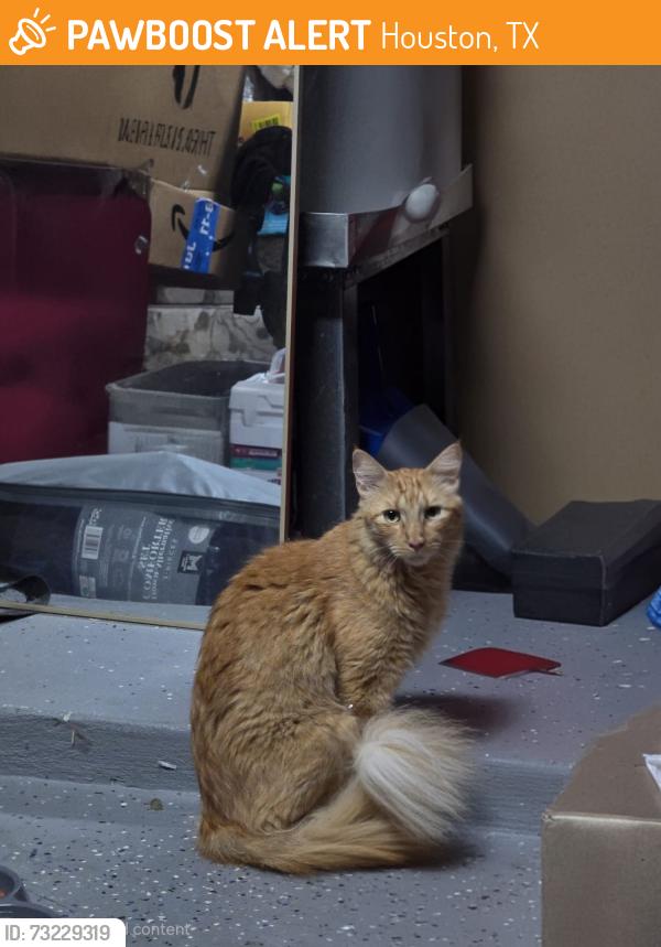 Found/Stray Unknown Cat last seen Stella link, Houston, TX 77025