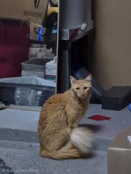 Found/Stray Unknown Cat last seen Stella link, Houston, TX 77025