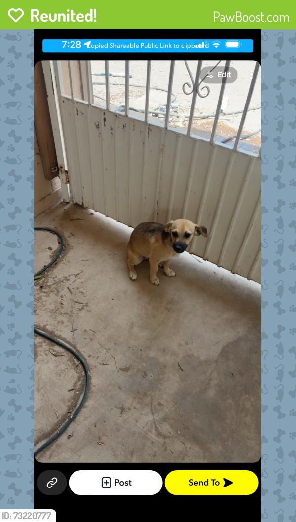 Reunited Female Dog last seen Avenue b, Yuma, AZ 85364