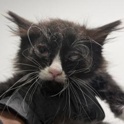 Shelter Stray Female Cat last seen Near Franklin Avenue, San Diego, CA, 92113, 5500 Gaines St, San Diego, CA 92110, USA
