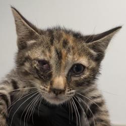 Shelter Stray Female Cat last seen Near Franklin Avenue, San Diego, CA, 92113, 5500 Gaines St, San Diego, CA 92110, USA
