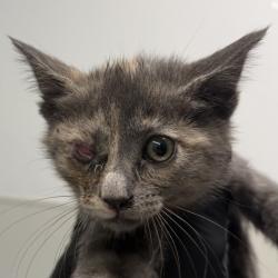 Shelter Stray Female Cat last seen Near Franklin Avenue, San Diego, CA, 92113, 5500 Gaines St, San Diego, CA 92110, USA