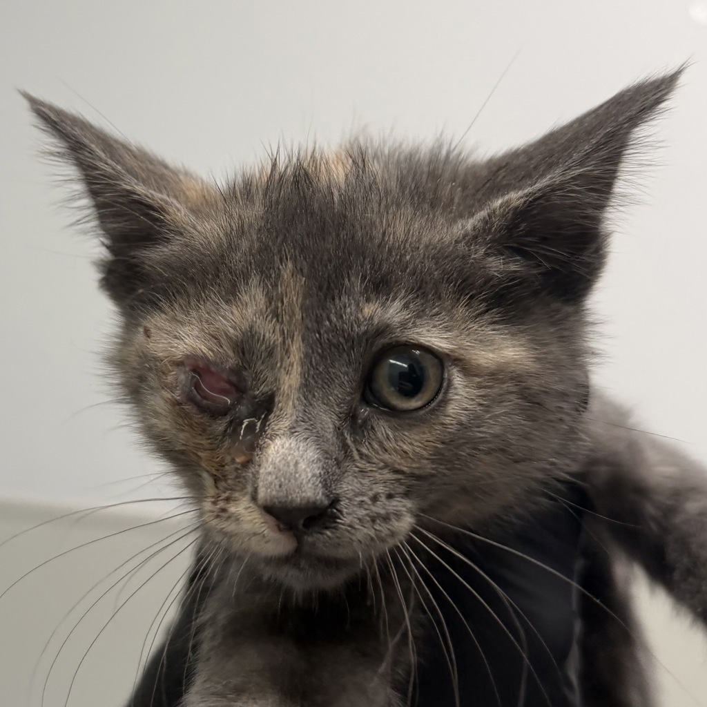 Shelter Stray Female Cat last seen Near Franklin Avenue, San Diego, CA, 92113, 5500 Gaines St, San Diego, CA 92110, USA