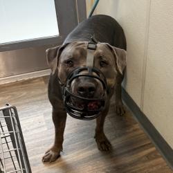 Shelter Stray Male Dog last seen Near 40th Street, San Diego, CA, 92105, 5500 Gaines St, San Diego, CA 92110, USA