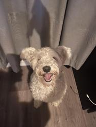 Lost Male Dog last seen Casey, San Diego, CA 92114