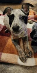 Found/Stray Female Dog last seen Highway 421 neil Thomas, Harnett County, NC 27546