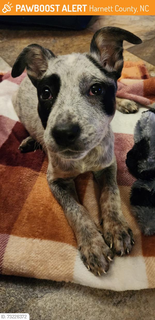 Found/Stray Female Dog last seen Highway 421 neil Thomas, Harnett County, NC 27546