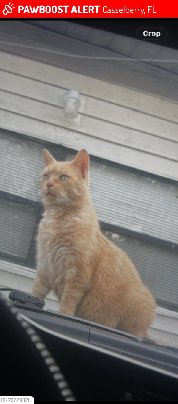 Lost Male Cat last seen Near Target, Casselberry, FL 32707