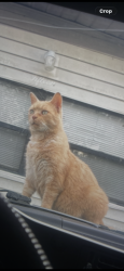 Lost Male Cat last seen Near Target, Casselberry, FL 32707