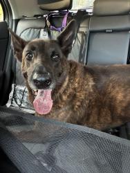 Found/Stray Male Dog last seen Unknown, Warner Robins, GA 31095
