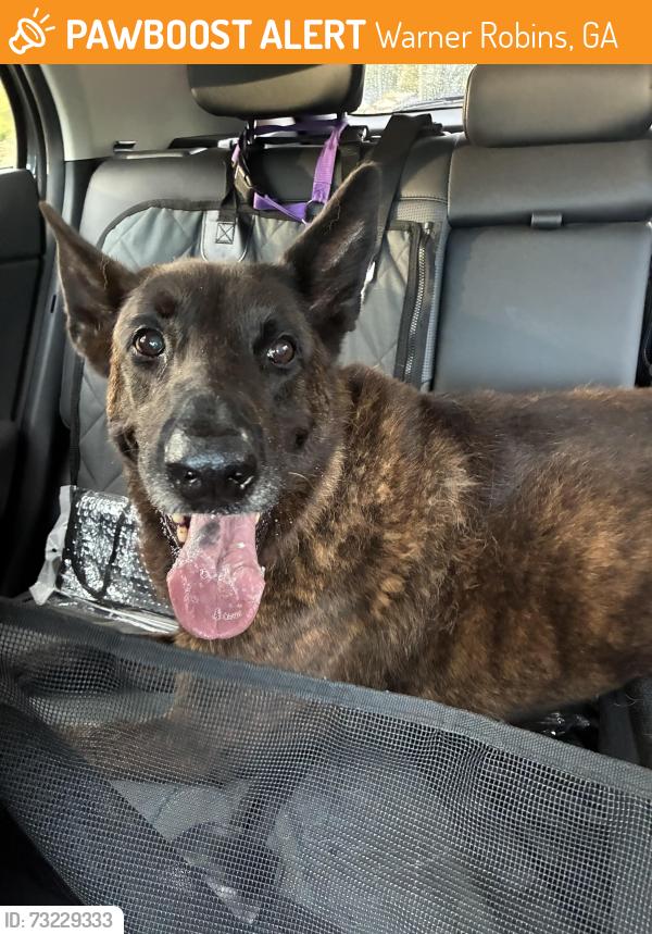 Found/Stray Male Dog last seen Unknown, Warner Robins, GA 31095