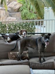 Reunited Male Dog last seen ann and el capitan, Las Vegas, NV 89149