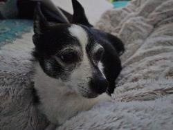 Reunited Female Dog last seen N 42ND AND ORCHARD, Tacoma, WA 98407