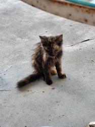 Found/Stray Female Cat last seen Date St, Fontana, CA 92335