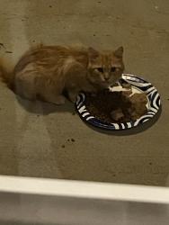 Found/Stray Unknown Cat last seen Kernersville Library, Kernersville, NC 27284