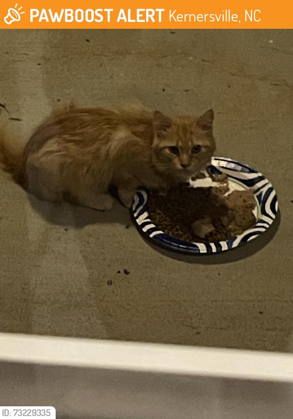 Found/Stray Unknown Cat last seen Kernersville Library, Kernersville, NC 27284