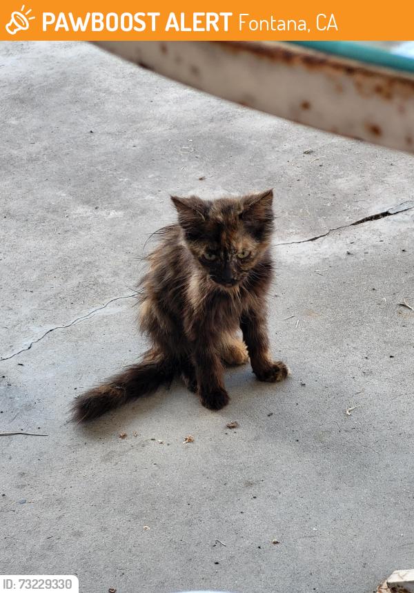 Found/Stray Female Cat last seen Date St, Fontana, CA 92335