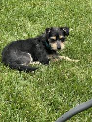 Reunited Female Dog last seen Bear Valley Road & Mill Valley Road, Moorpark, CA 93021